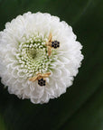 Garden Bee Post Earrings by Catherine Weitzman